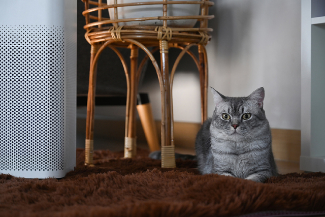 Why Having An Air Purifier At Home Is Ideal For Pet Owners