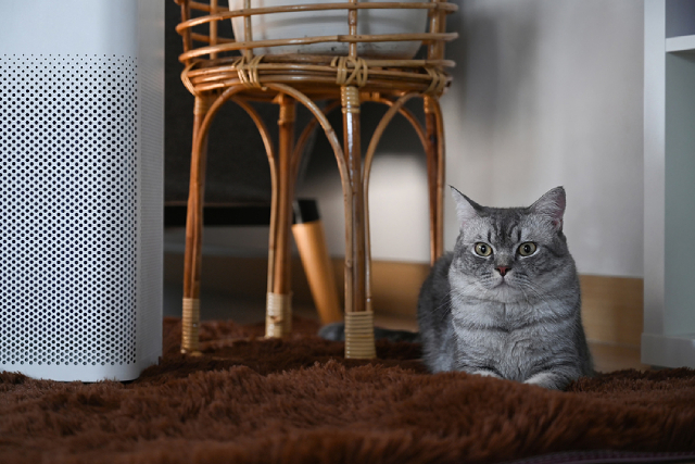 Why Having An Air Purifier At Home Is Ideal For Pet Owners